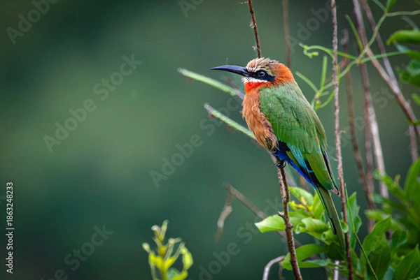 Obraz White-fronted Bee-eater 