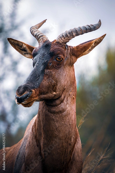 Obraz Tsessebe up close