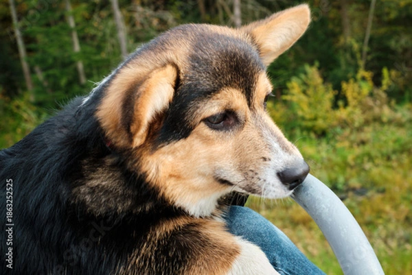Obraz cute corgi dog on a walk