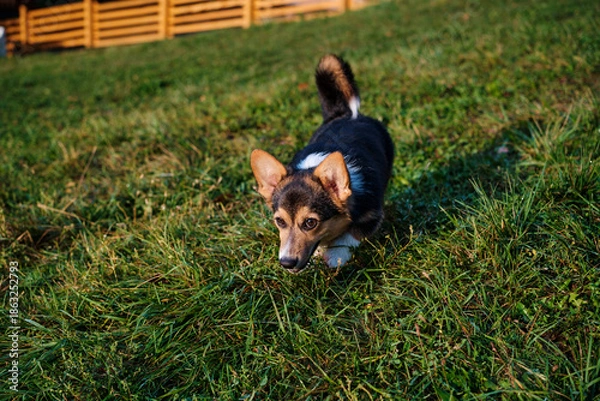 Obraz cute corgi dog on a walk