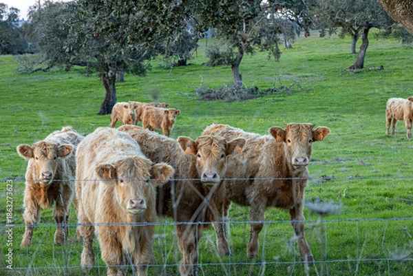 Obraz manada de vacas