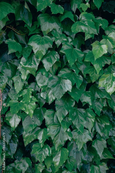 Obraz green leaves background