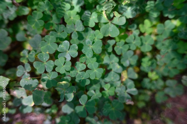 Obraz green leaves background