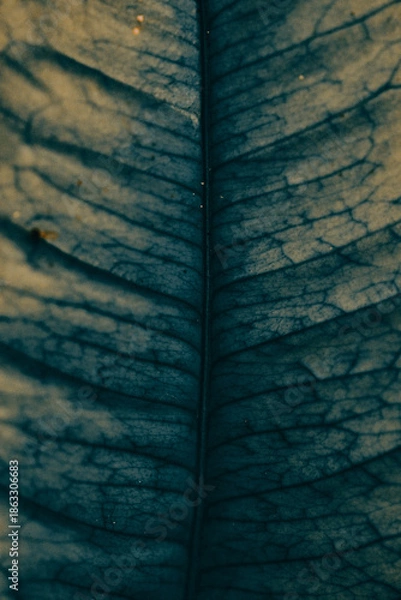 Obraz green leaf texture closeup