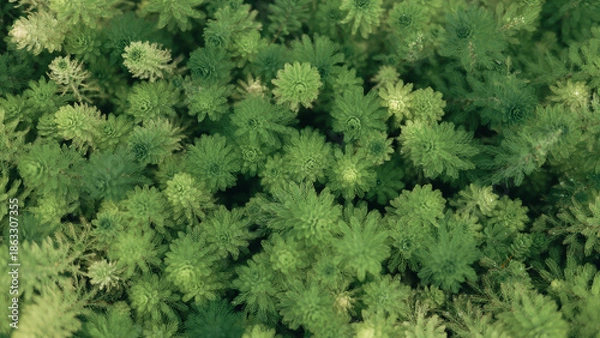 Obraz green grass background