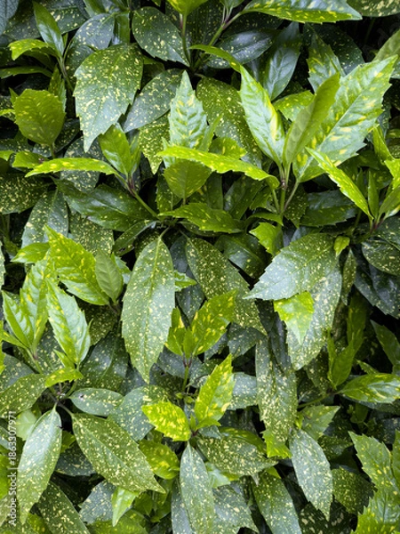 Obraz green leaves background