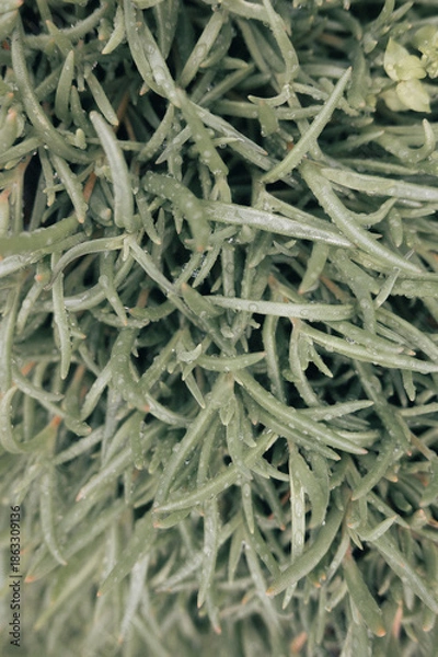 Obraz green grass background