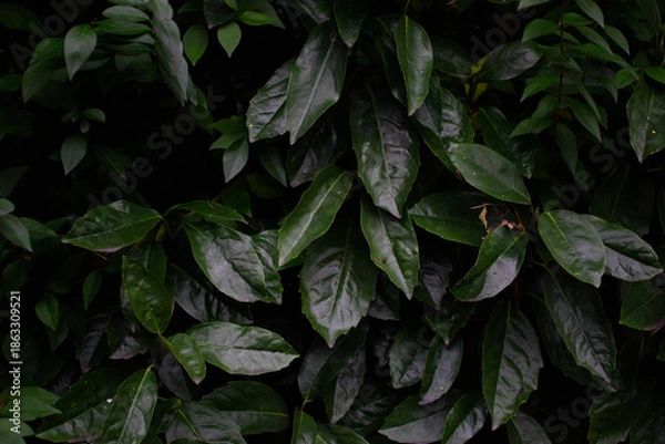 Obraz green leaves background