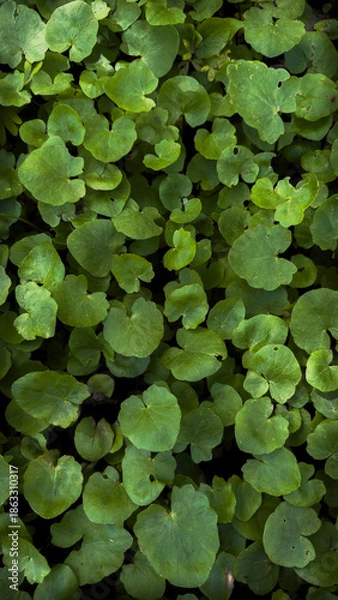 Obraz green leaves background