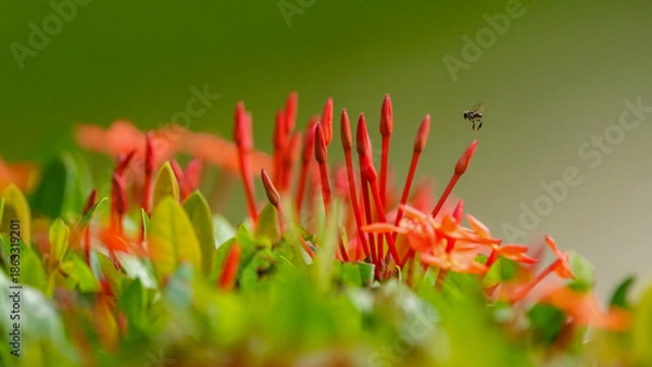 Obraz red and yellow flower
