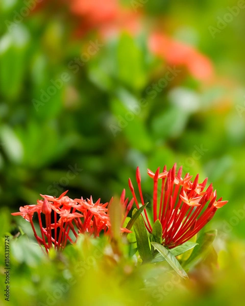 Obraz red and yellow flowers