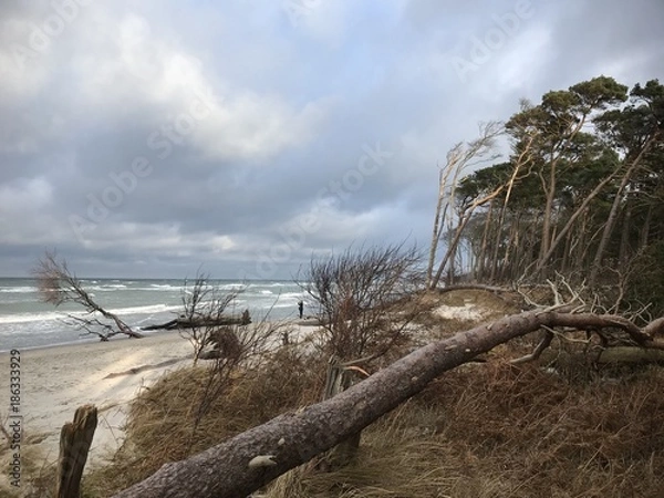 Obraz Windflüchter am Darsser Urwald bei stürmischer Ostsee