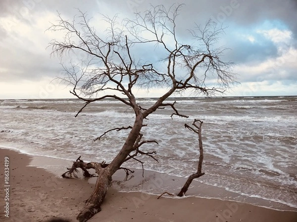 Obraz Entwurzelter Baum am Strand der Ostsee - Naturgewalten