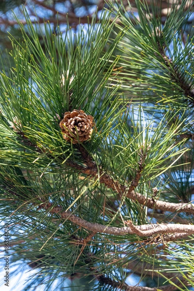 Obraz pine cones on the tree
