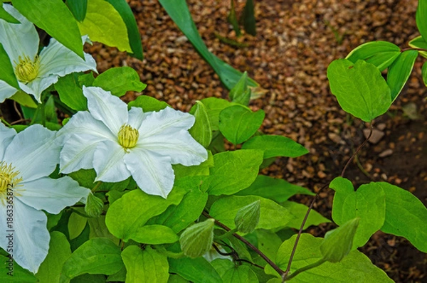 Obraz White clemantis with defocused earthy background