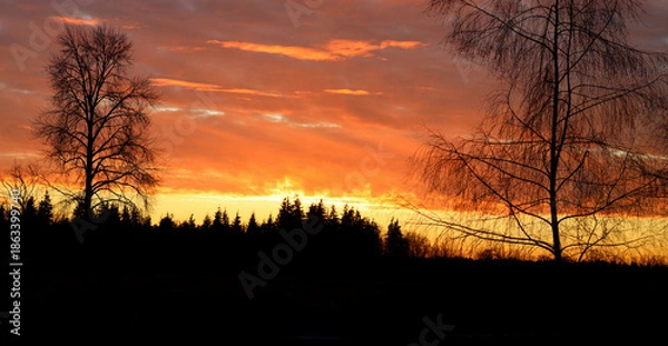 Obraz Sunset leafless trees and orange skies