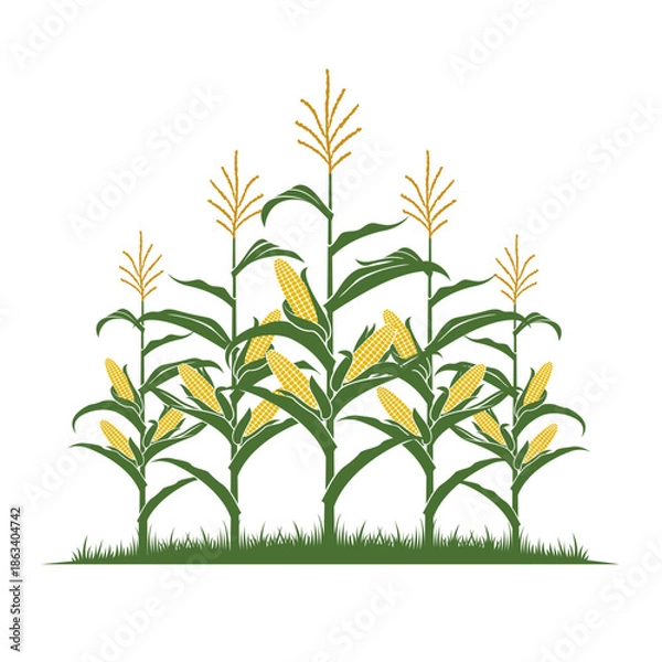 Obraz corn field illustration isolated on white background