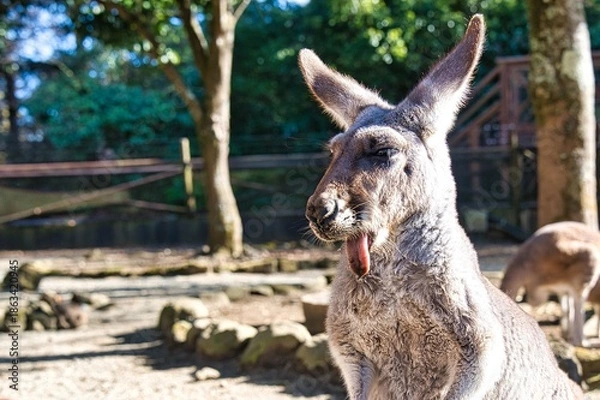 Obraz ベロが出ているカンガルー