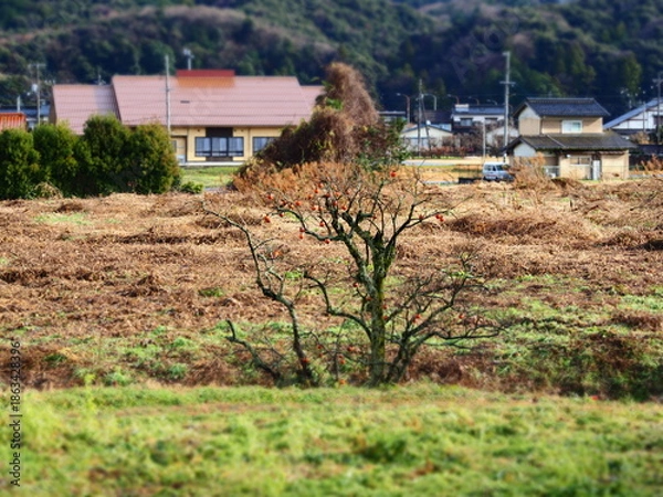 Fototapeta 木守り柿の風景