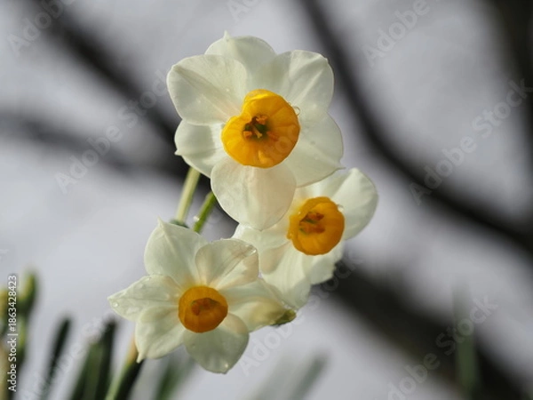 Obraz 冬に咲くスイセンの白い花