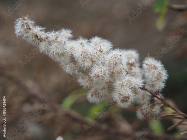 Obraz セイタカアワダチソウの線毛