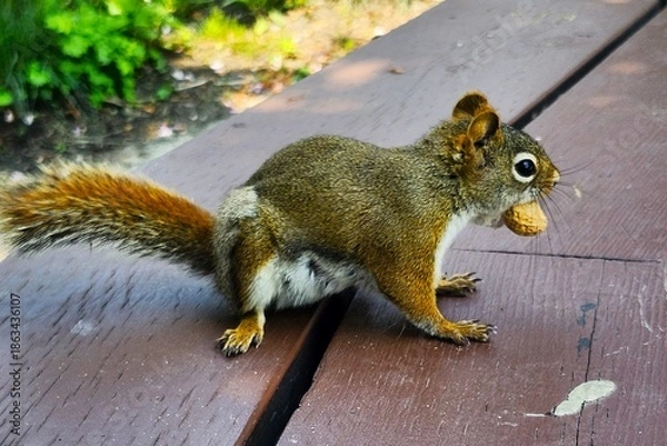Obraz squirrel in the park