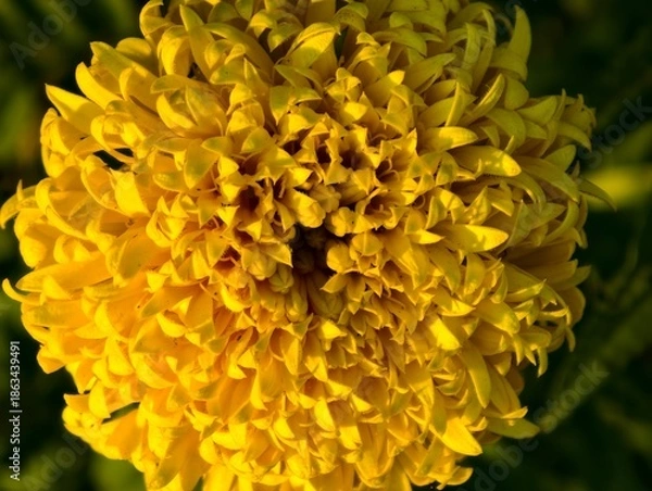 Obraz yellow chrysanthemum flower