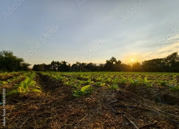 Obraz sunset over the field