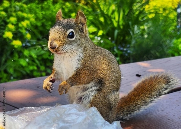 Obraz squirrel in the park