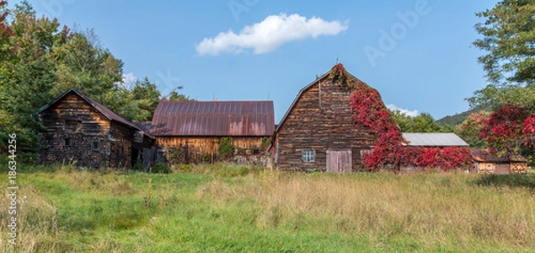 Fototapeta Old rustic weathered barn with red vines growing up it