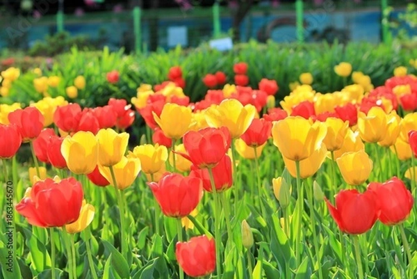 Obraz 봄 정원풍경,튤립