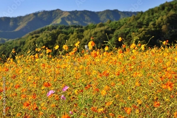 Obraz 가을 야외정원 풍경