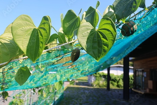 Obraz 식물, 하늘마