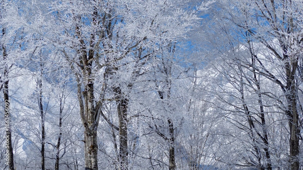 Obraz 冬の森　スナップショット　長野県白馬村