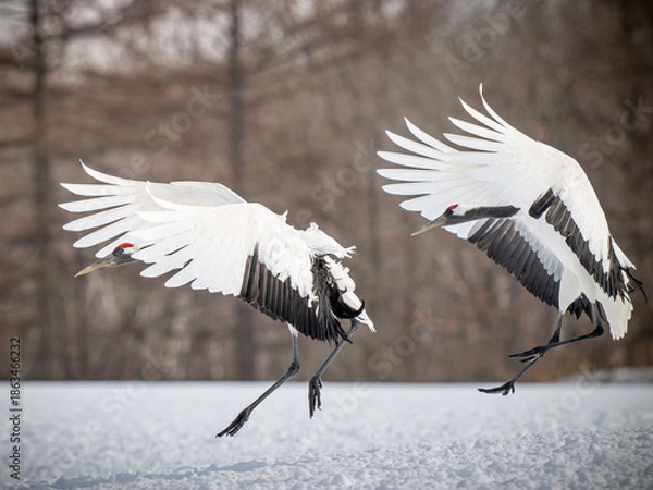 Fototapeta Red-crowned crane
