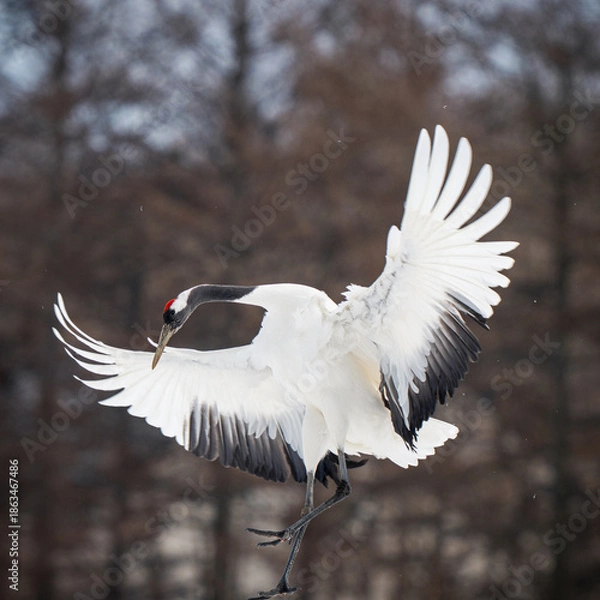 Obraz Red-crowned crane