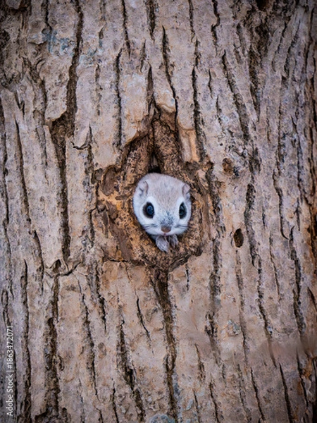 Fototapeta Pteromys volans