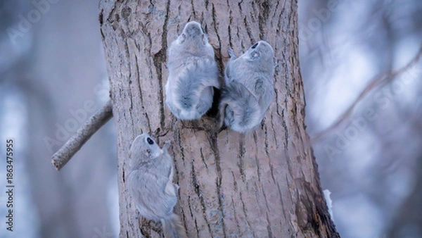 Fototapeta Siberian flying squirrel