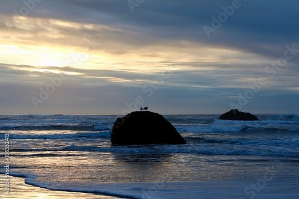 Obraz Gulls at Sunset