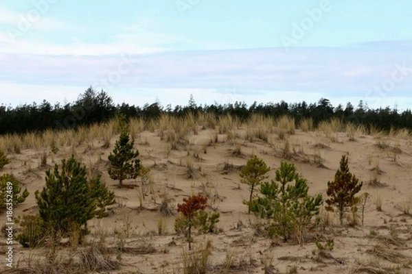 Obraz Sandlake Dunes