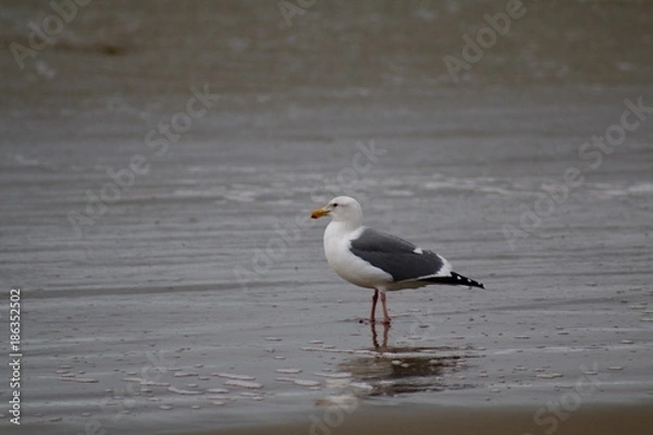 Obraz Seagull at the Seaside