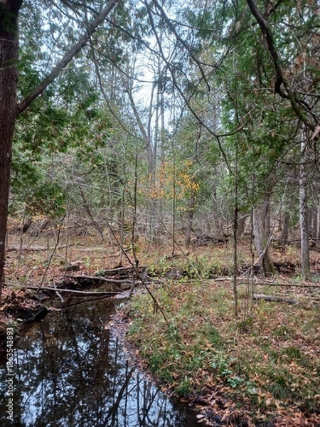 Obraz Small stream flows dense autumn forest