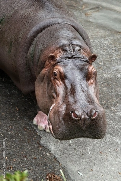 Fototapeta 俯瞰で見たカバの顔のアップ