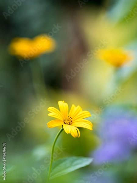 Fototapeta OLYMPUS DIGITAL CAMERA