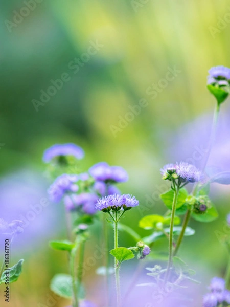 Fototapeta OLYMPUS DIGITAL CAMERA