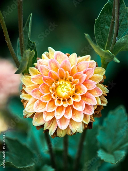 Fototapeta OLYMPUS DIGITAL CAMERA