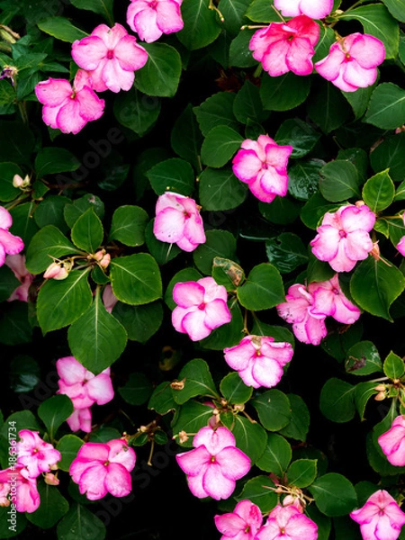 Fototapeta OLYMPUS DIGITAL CAMERA