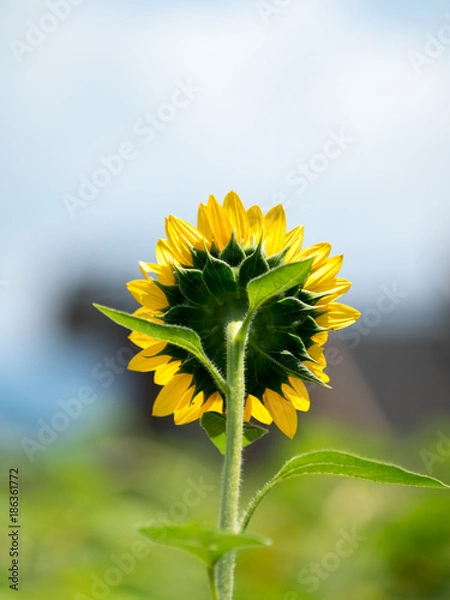 Fototapeta OLYMPUS DIGITAL CAMERA