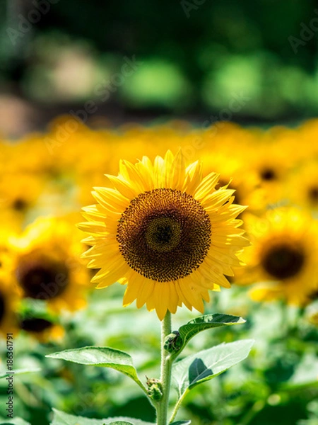 Fototapeta OLYMPUS DIGITAL CAMERA