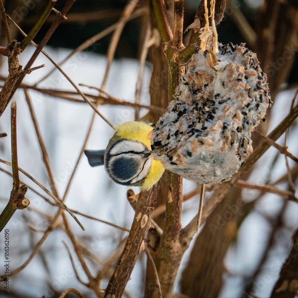 Fototapeta Blaumeise
